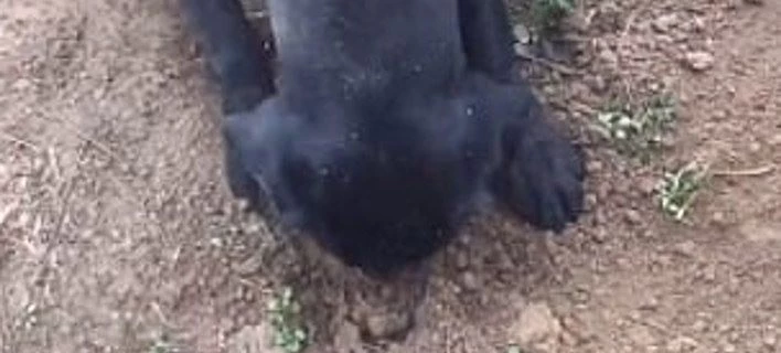 Βίντεο που ραγίζει καρδιές: Λαμπραντόρ σκάβει το χώμα για να βρει το πεθαμένο της κουτάβι